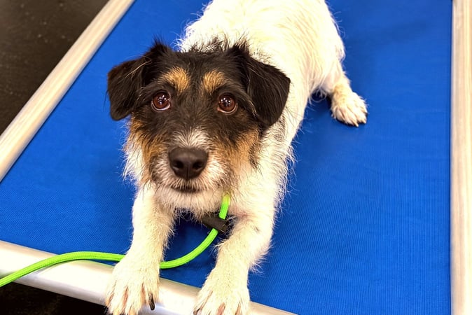 Small wirehaired terrier lying calmly on a blue raised place cot with a green leash.
