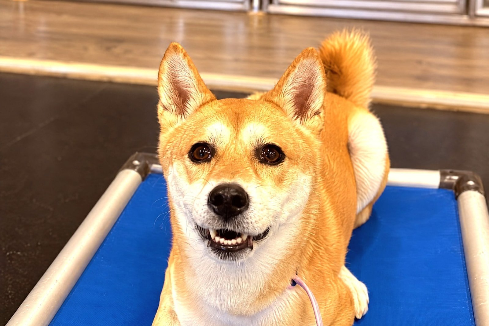 Shiba Inu lying attentively on an elevated blue cot indoors.