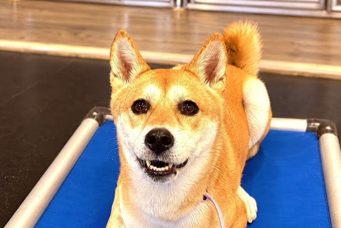 Shiba Inu lying attentively on an elevated blue cot indoors.