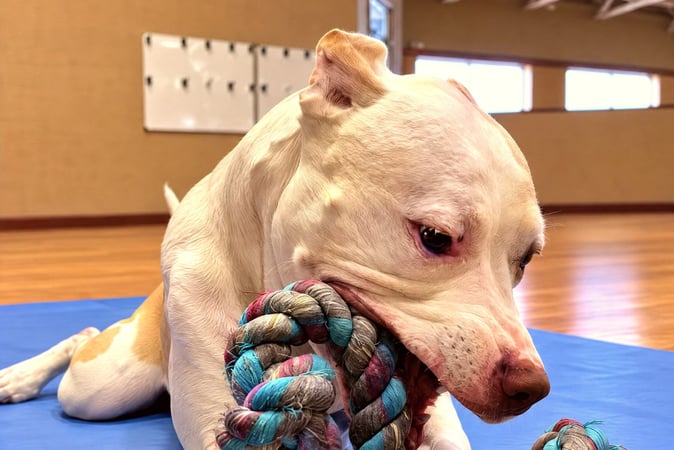 White dog lying on a blue mat chewing a colorful rope toy.