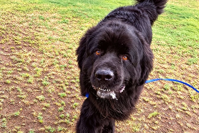 Black fluffy dog trotting across grass toward the camera on a blue leash.