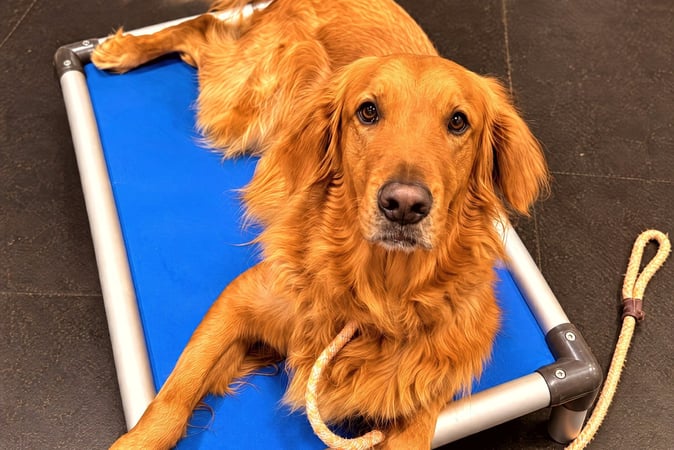 Golden retriever lying settled on a raised blue cot with a rope lead.