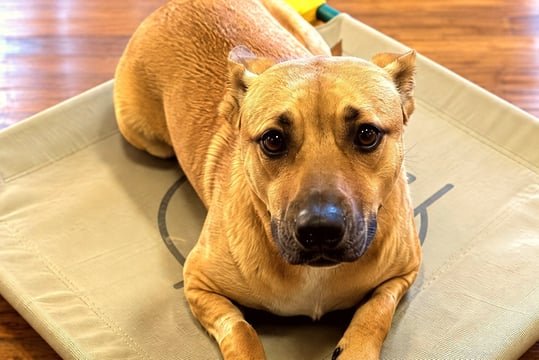 Tan short-haired dog resting calmly on an elevated training cot indoors.