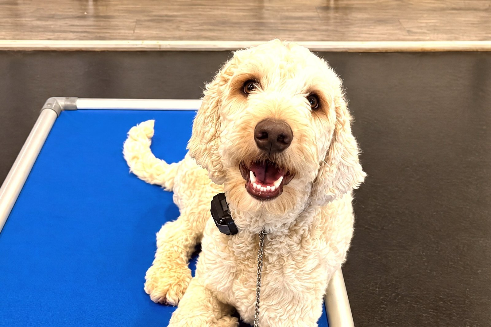 Curly-coated dog resting on a blue elevated cot while wearing a training collar.