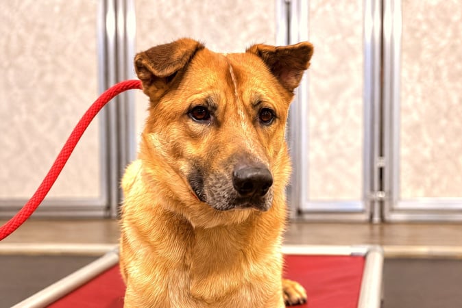 Tan dog sitting calmly on a red elevated cot on a red leash in a training room.