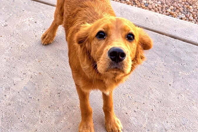 Young golden retriever standing on concrete and looking up attentively at the camera.