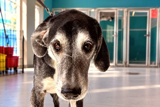 Senior black and gray dog standing on a leash inside an indoor boarding kennel area.