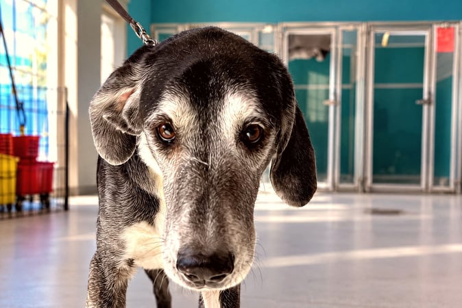 Senior black and gray dog standing on a leash inside an indoor boarding kennel area.