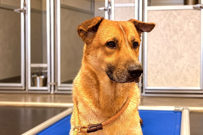 Tan dog resting on a blue elevated cot in front of indoor boarding suites.