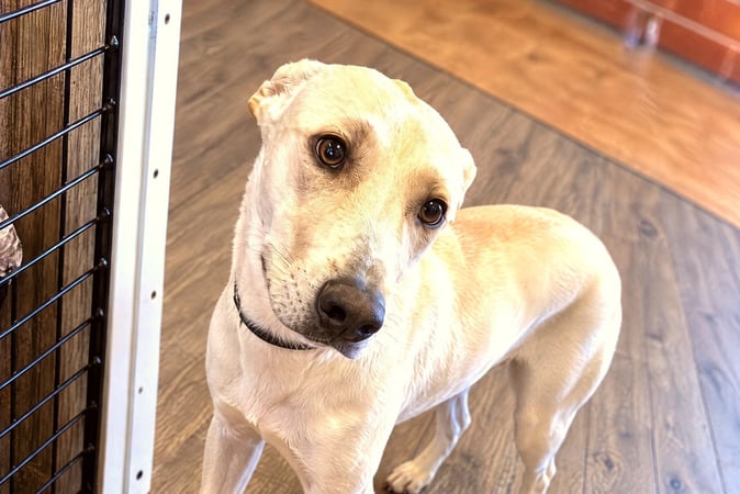 Short-haired blonde dog tilting its head and looking up attentively indoors.