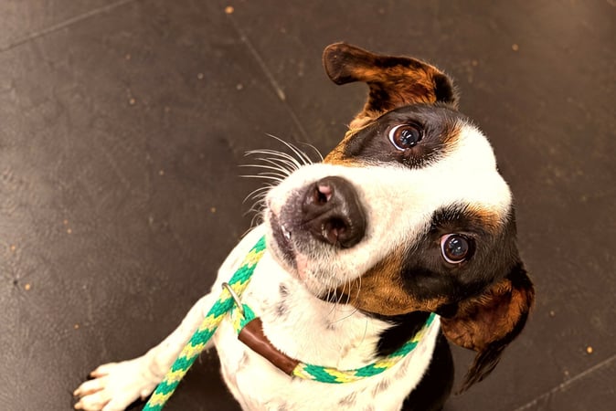 Black, white and brown dog on a green rope leash tilting its head and looking up.