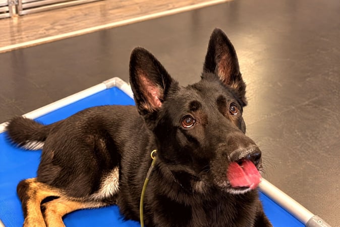 Black German Shepherd lying calmly on a blue training cot on a leash.