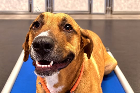 Tan mixed-breed dog lying on a blue raised training cot indoors.