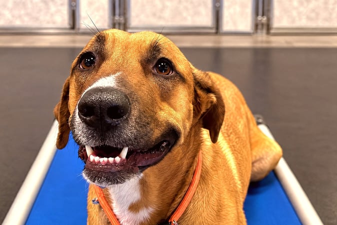 Tan mixed-breed dog lying on a blue raised training cot indoors.