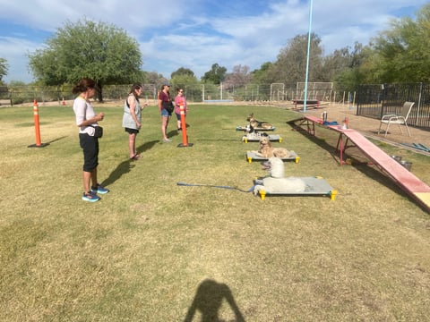 Four different-breed dogs, a German Shepherd, a merle herding dog, an apricot doodle, and a white poodle, hold a place command side by side on raised cots during an outdoor all-breed class at Partners Dogs, handlers watching a few feet away.
