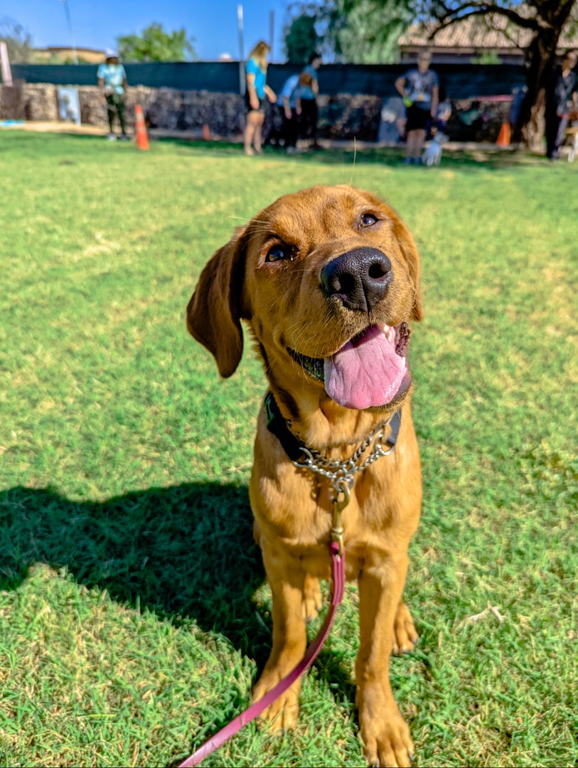 Adult reddish-brown dog sitting attentively outdoors, wearing a chain training collar and a purple leash at an outdoor training facility.