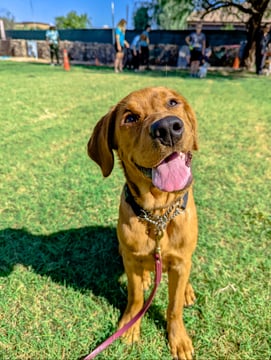 Adult reddish-brown dog sitting attentively outdoors, wearing a chain training collar and a purple leash at an outdoor training facility.