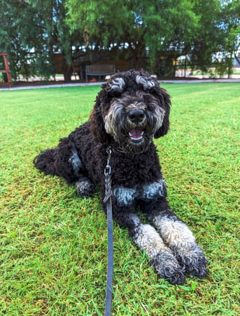Adult black and grey curly-coated dog with a thick, dense coat lying on a leash on green grass, the coat type most prone to matting without regular brushing.