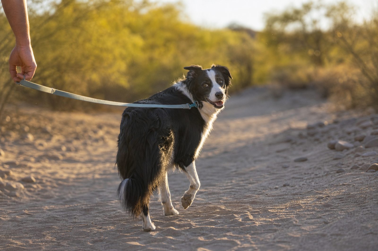 A Border Collie glances back at its handler while walking on a leash along a desert wash.