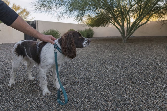 A Springer Spaniel pauses cautiously in a gravel yard during early morning light.