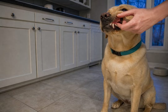 A Labrador gets its mouth gently handled on a kitchen floor before a teeth-brushing session.
