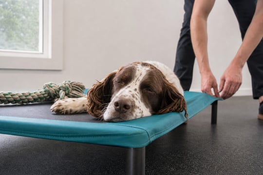 A Springer Spaniel rests its chin on a raised cot beside a rope toy.