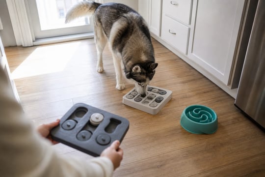 A Husky noses open a puzzle feeder toy on a bright kitchen floor.