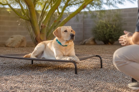 A Labrador Retriever holds a place command on a cot in a shaded desert backyard.