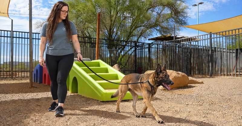 Megan supervising a Belgian Malinois and Staffordshire Bull Terrier playing in a Cave Creek DaySchool group