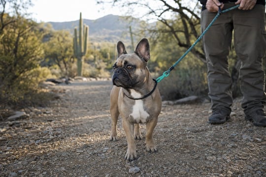 French Bulldog hiking alert on a Phoenix desert trail before the 100 degree closure kicks in
