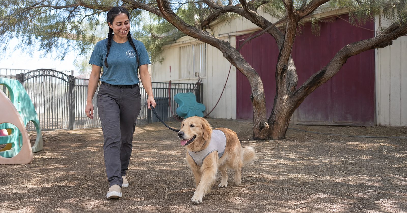 Lucero walking a golden retriever wearing a cooling vest on a shaded morning walk at our Cave Creek campus