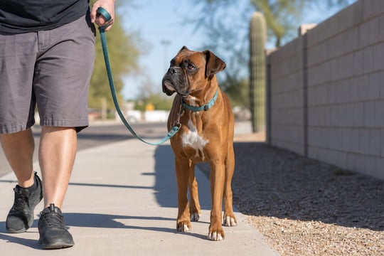 A Boxer walks in a calm loose-leash heel beside its handler on a desert neighborhood sidewalk.