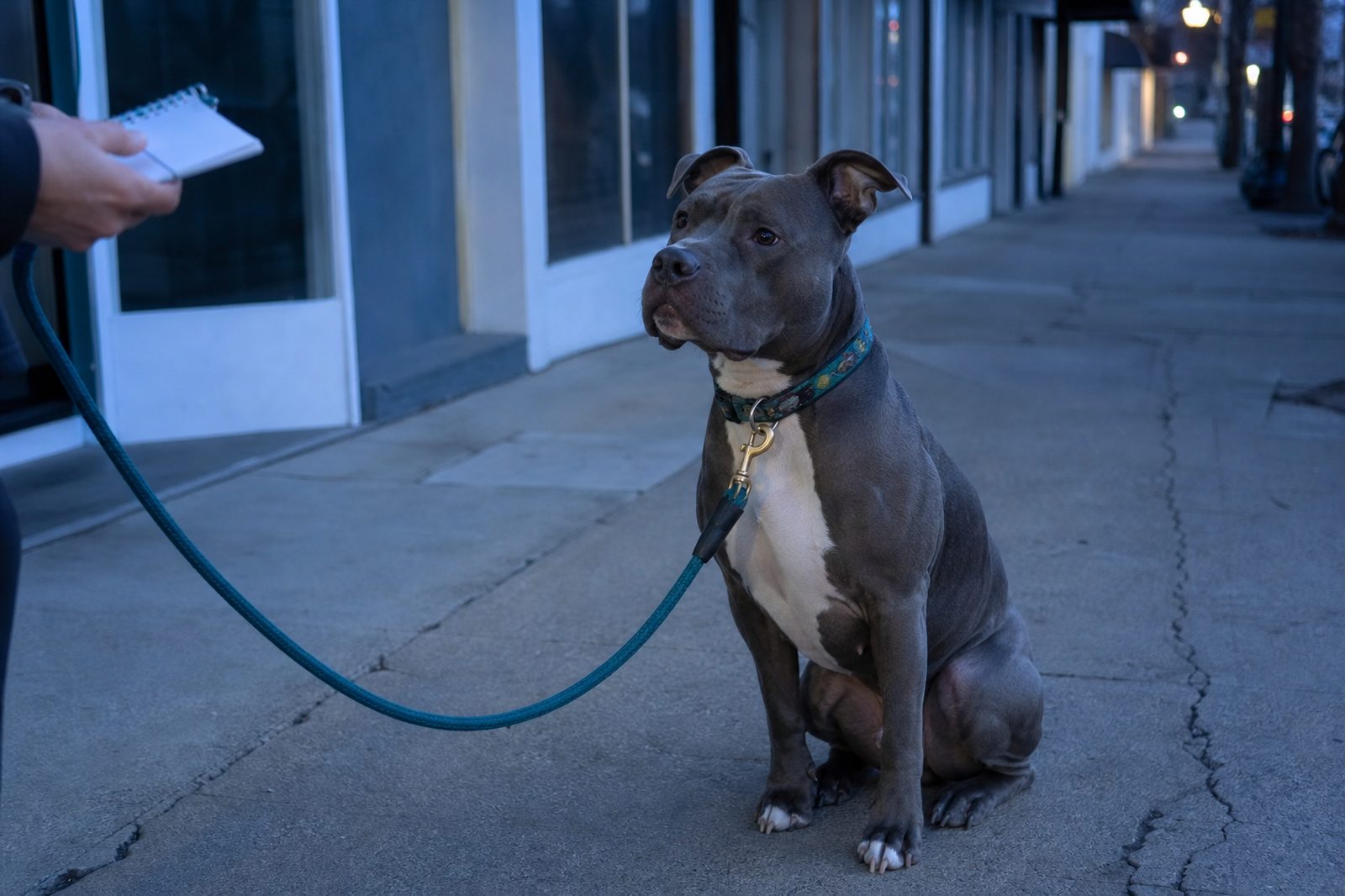 A dog sits calmly on a sidewalk while its owner interviews a potential trainer.