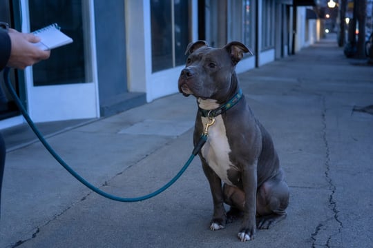 A dog sits calmly on a sidewalk while its owner interviews a potential trainer.