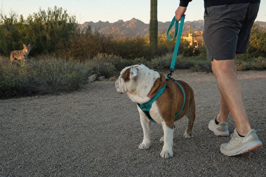 Leashed English Bulldog and owner keep a safe distance from a coyote in desert scrub at dawn near Scottsdale