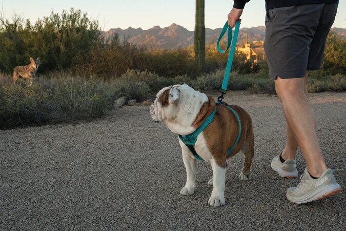 Leashed English Bulldog and owner keep a safe distance from a coyote in desert scrub at dawn near Scottsdale