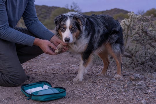 A hiker checks a dog's paw on a desert trail with a first-aid kit nearby.