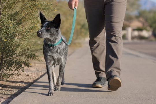 A Cattle Dog mix walks alertly on a leash along a desert-edge sidewalk in the morning.