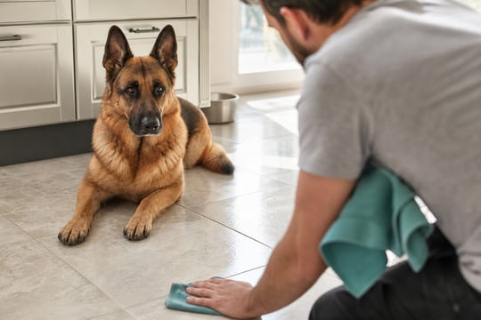 A German Shepherd sits calmly while its handler cleans the kitchen floor in morning light.