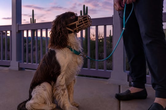 Brown and white spaniel wearing a basket muzzle sitting calmly on a leash beside a person on a patio at dusk.