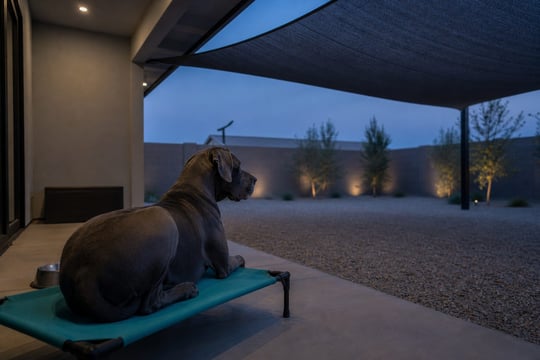 A Great Dane rests on a raised cot under a shade sail at dusk.