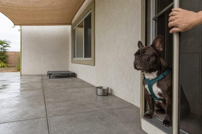 French Bulldog in a harness sitting calmly inside an open sliding door, looking out at a covered patio.