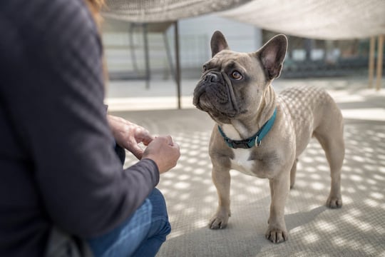 A handler kneels to greet a French Bulldog on a shaded patio in soft morning light.