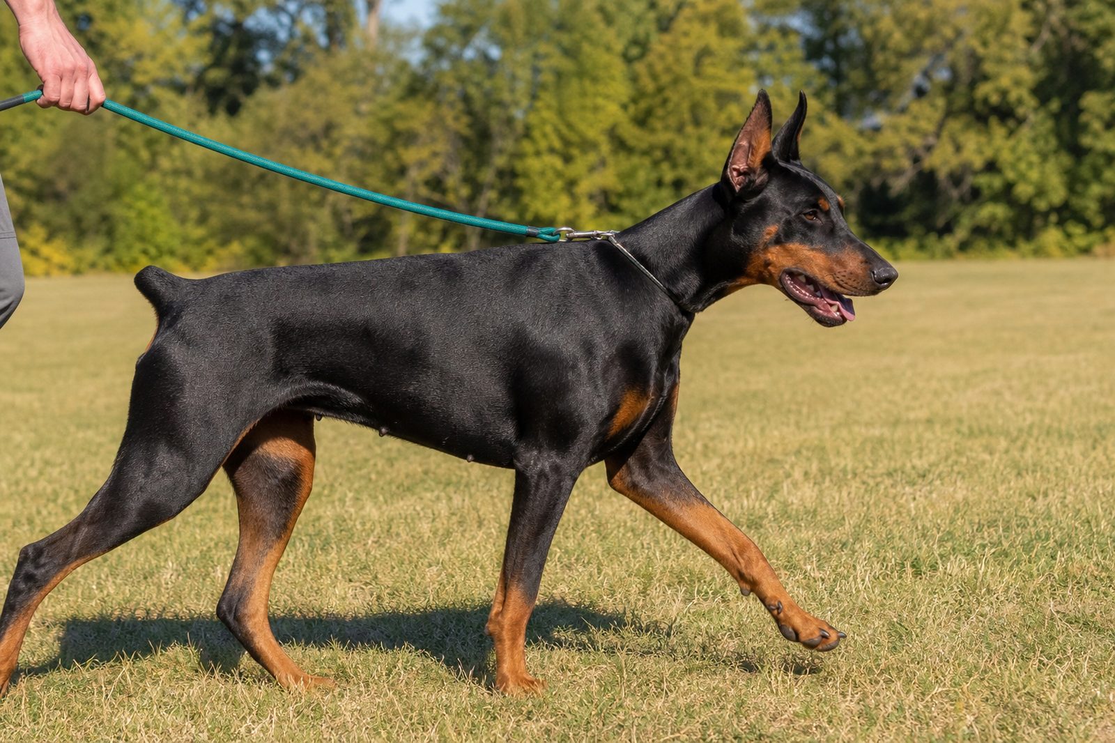 Adult Doberman trotting on a leash across an open field in morning light.