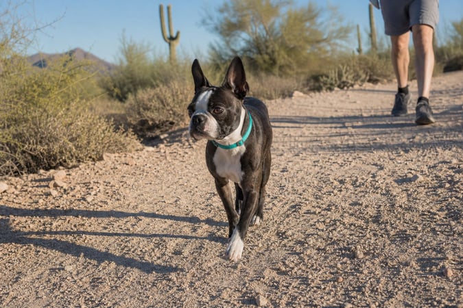 Boston Terrier trotting off-leash on a desert wash trail near Scottsdale.