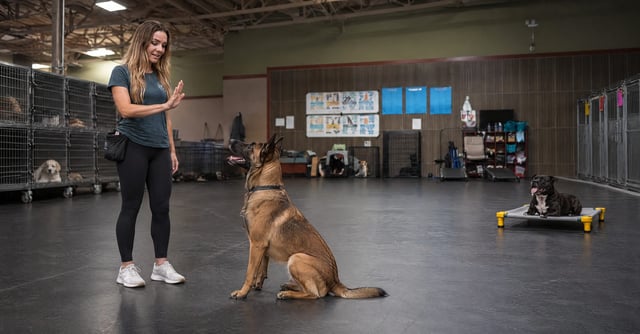 Margaret leads a pattern-recognition exercise with an adult Belgian Malinois in Scottsdale