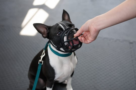 Adult Boston Terrier wearing a basket muzzle calmly taking a treat.