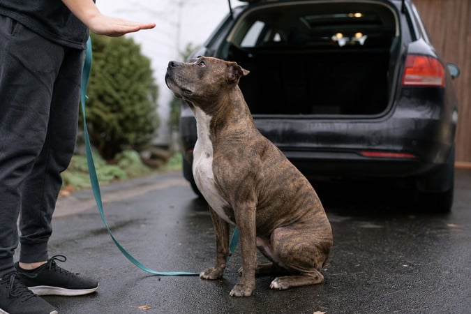 Brindle dog sitting on a wet driveway, looking up at a person giving a stay hand signal beside an open car trunk.
