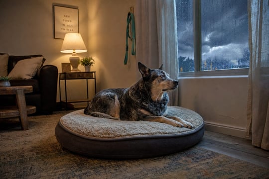 Cattle dog settling on a dog bed in an interior room during an Arizona monsoon storm