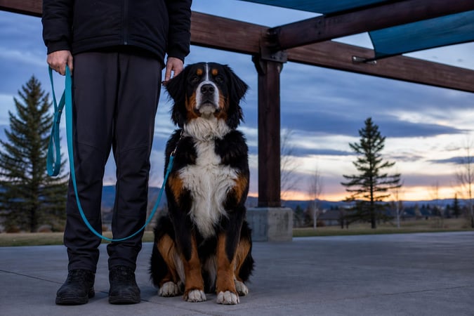 Bernese Mountain Dog sitting calmly at heel on a patio at dusk